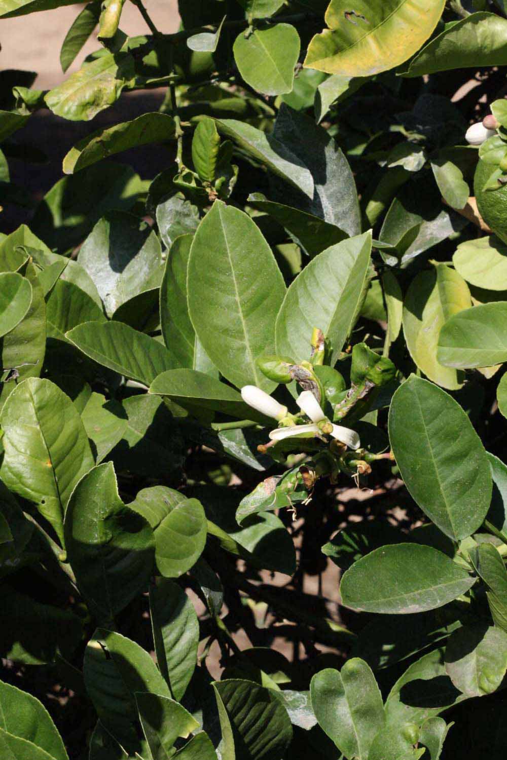              Sun leaves (Riverside, CA)       